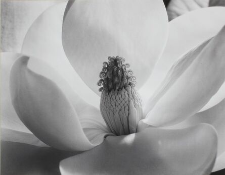 Imogen Cunningham, ‘The Magnolia Blossom’