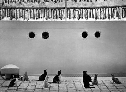 Pentti Sammallahti, ‘Islanti, Iceland (Cats, Fish on Ship)’, 1980