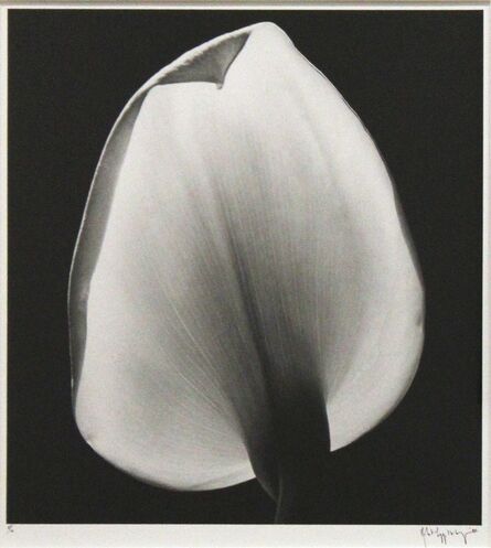 Robert Mapplethorpe, ‘Calla Lily’, 1984