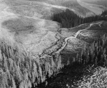 Frank Gohlke, ‘Aerial view: standing dead and living trees, logging traces- edge of blast impact area approx. 14 miles W. of Mt. St. Helens, Wash.,’, 1981