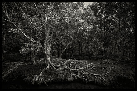 SC Shekar Subrahmanyam, ‘Mangrove Tree, Mangrove forest, Langkawi, Malaysia’, 2016