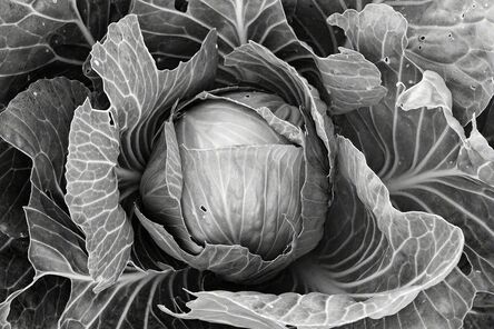 Paul Cary Goldberg, ‘Cabbage #2 . from the series 'The Farm Project'’, 2011