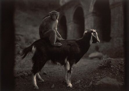Pentti Sammallahti, ‘Swayambhunath, Nepal (Monkey on Goat)’, 1994