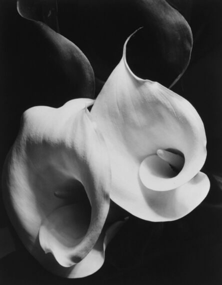 Imogen Cunningham, ‘Two Callas’, 1925