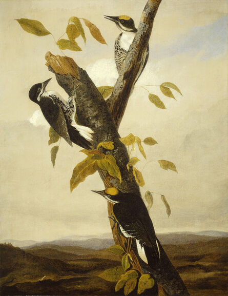 Joseph Bartholomew Kidd after John James Audubon, ‘Black-Backed Three-Toed Woodpecker’, 1831/1833
