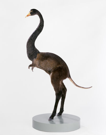 Thomas Grünfeld, ‘misfit (swan / nutria / donkey)’, 2008