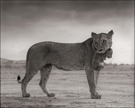 Nick Brandt, ‘Lioness Holding Cub in Mouth, Masai Mara’, 2012