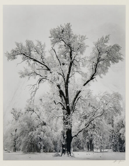 Ansel Adams, ‘Oak Tree, Snow Storm, Yosemite Valley’, 1948, printed c. 1963, 1970