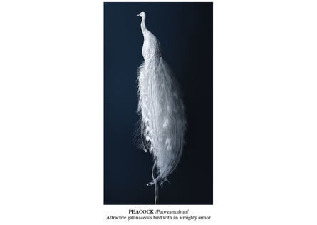 Vincent Fournier, ‘Peacock [Pavo exosceletus]’, 2015
