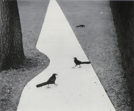 Pentti Sammallahti, ‘Houston, Texas (2 Birds on Sidewalk)’, 1998