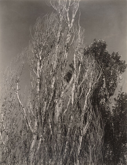 Alfred Stieglitz, ‘Poplars—Lake George’, 1932