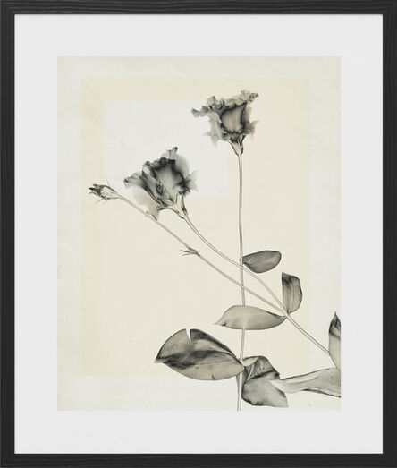 Thomas Ruff, ‘flower.s.23’, 2018