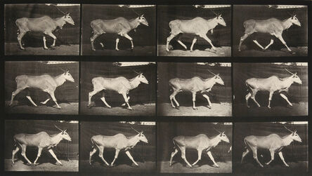 Eadweard Muybridge, ‘Animal Locomotion: Plate 696 (Eland Walking)’, 1887