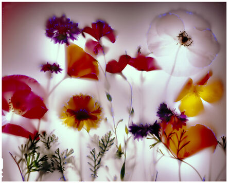 Robert Buelteman, ‘Field Flowers’, 2010