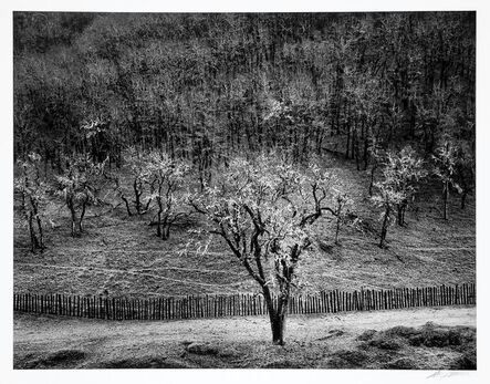 Ansel Adams, ‘Oak Tree Rain, Sonoma County, California’, 1960