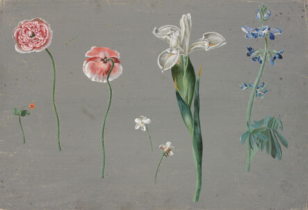 Johann Christian August Birnbaum, ‘Meadow flowers on grey ground, poppy seed, white iris, delphinium and small flowers’, 1782