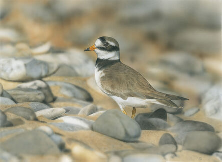 Adrian Smart, ‘Ringed Plover’, 2020
