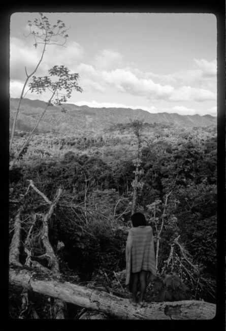 Glenn Shepard, ‘Forest overlook, Manu National Park, 1995’, 2020