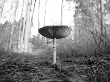 Paul Quant, ‘Mushroom’