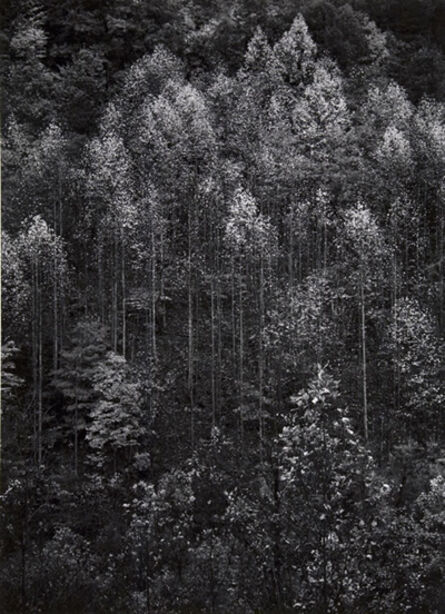 Ansel Adams, ‘Dawn Autumn Forest, Great Smoky Mountains National Park, Tennessee’, 1948