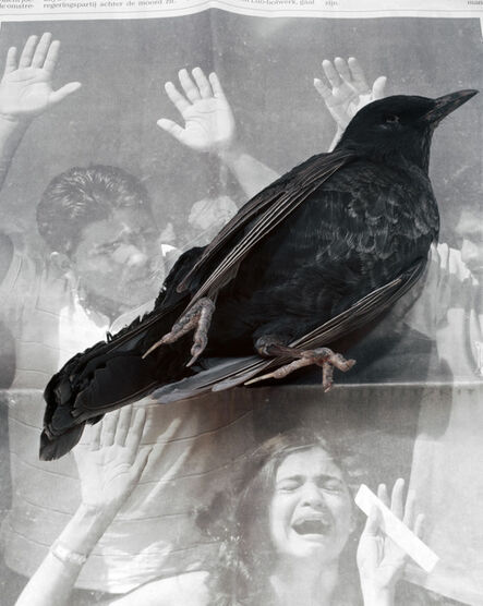 Geert Goiris, ‘Dead Bird’, 2008