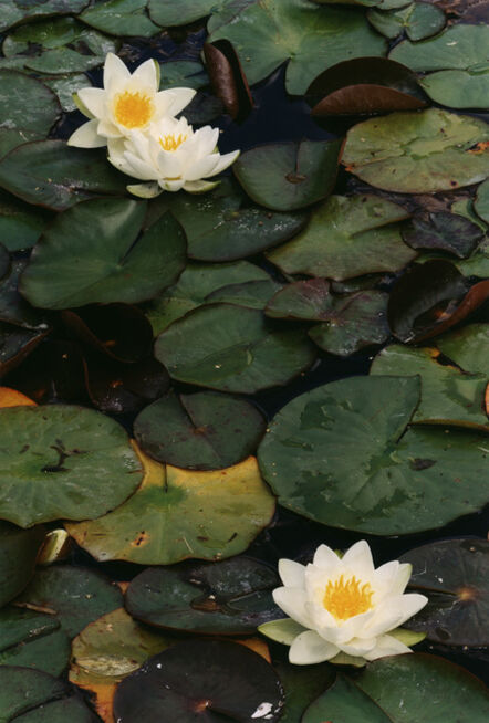 Thomas Struth, ‘Three White Water Lilies,  N° 52, Dusseldorf’, 1993