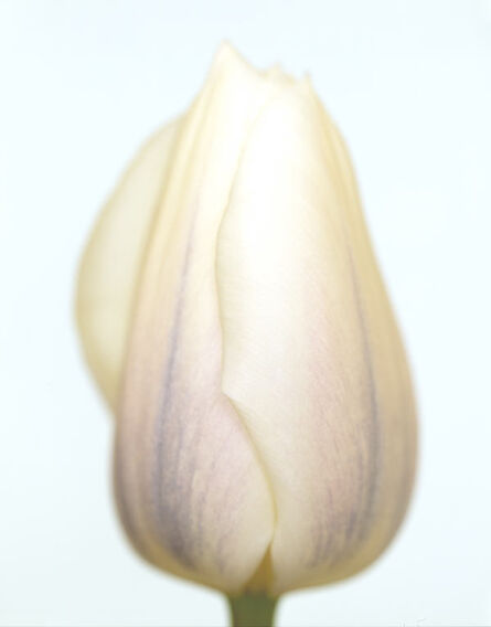 Ron van Dongen, ‘Tulipa White Virgin’