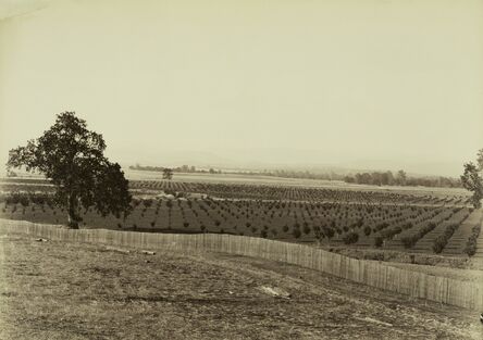 Carleton E. Watkins, ‘Young Orchard, Palermo, Butte County’, 1888-1891