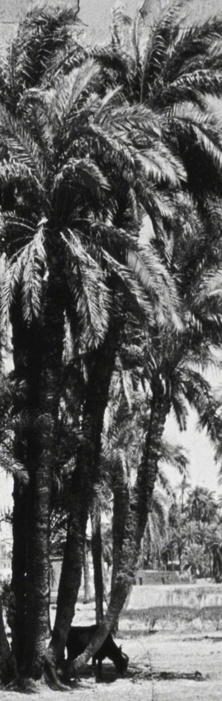 Talisa Lallai, ‘Palm Tree’, 2015