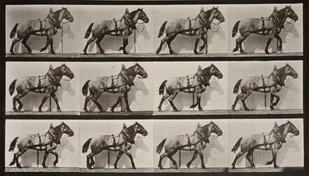 Eadweard Muybridge, ‘Animal Locomotion: Plate 567 (Horse Walking)’, 1887