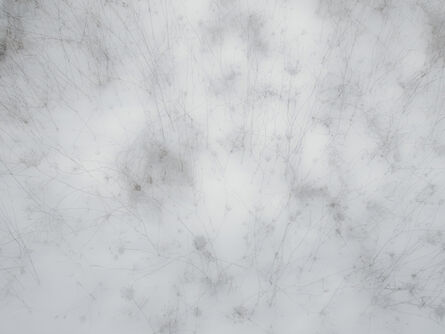 Frank Dituri, ‘Grass in Snow, New York’, 2013