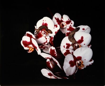 Nobuyoshi Araki, ‘Untitled, from the series "Flowers and Jamorinsky"’, 2005-2006