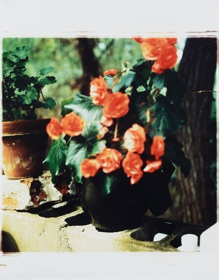 Jack Pierson, ‘Begonias at outdoor shower’, 1995