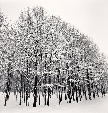 Michael Kenna, ‘Forest Snow, Sakkuru-Otoineppu, Hokkaido, Japan’, 2014