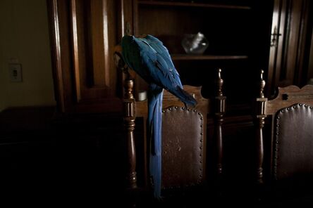 João Castilho, ‘Arara (from the series Zoo) - [Parrot]’, 2014