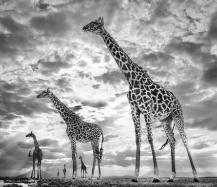 David Yarrow, ‘Keeping Up with the Crouches, Amboseli, Kenya’, 2019