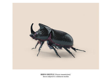 Vincent Fournier, ‘Rhino Beetle [Oryctes transmissionis]’, 2015