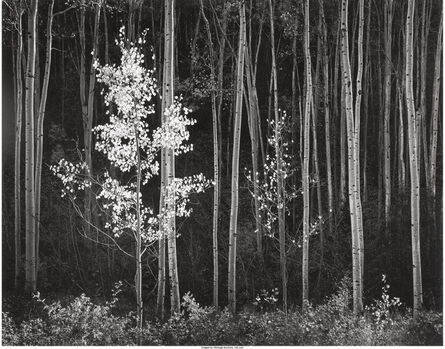 Ansel Adams, ‘Aspens, Northern New Mexico’, 1958
