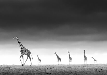 David Yarrow, ‘High, Amboseli, Kenya’, 2013