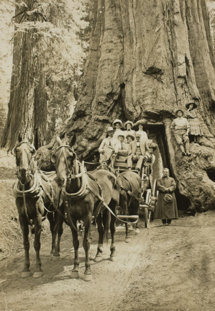 Unknown Artist, ‘Sequoia National Forest’, ca. 1915