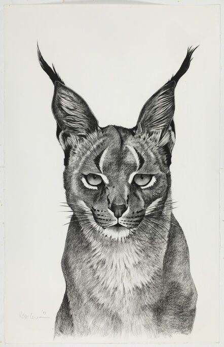Rose Corcoran, ‘Caracal Observing’
