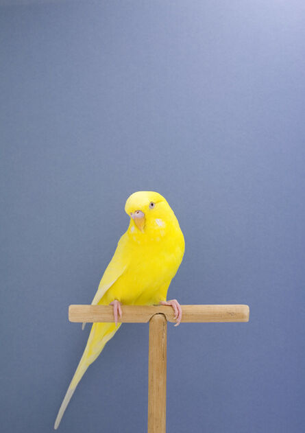 Luke Stephenson, ‘Budgie #9, from The Incomplete Dictionary of Show Birds’, 2009