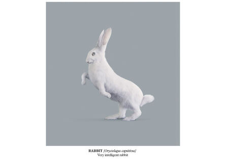 Vincent Fournier, ‘Rabbit [Oryctolagus cognitivus]’, 2015