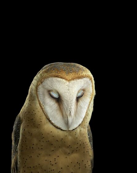 Brad Wilson, ‘Barn Owl #3, St. Louis MO’, 2012