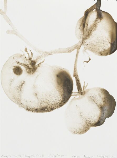 Alexis Rockman, ‘Tomato (Solanum lycopersicum)’, 2014