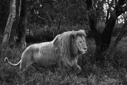 Araquém Alcântara, ‘Lion, Tanzania, Africa (Black and White Photography)’, 2011