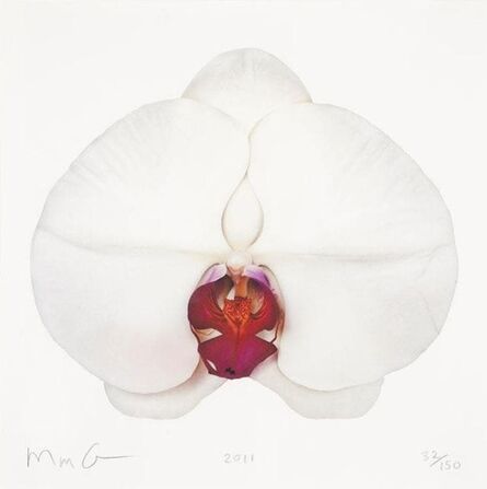 Marc Quinn, ‘White Orchid’, ca. 2011