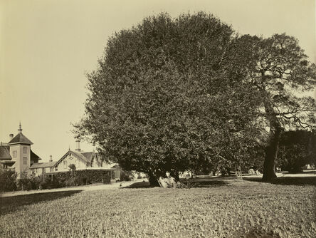 Carleton E. Watkins, ‘Residence of Mr. Howard, San Mateo, California, with Olive Tree’, 1863-1880