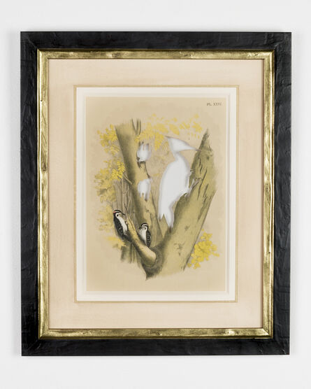 Brandon Ballengée, ‘RIP Ivory-Billed Woodpecker: After Theodore Jasper’, 1881/2015