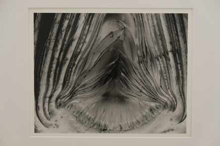 Edward Weston, ‘Artichoke, Halved’, 1930
